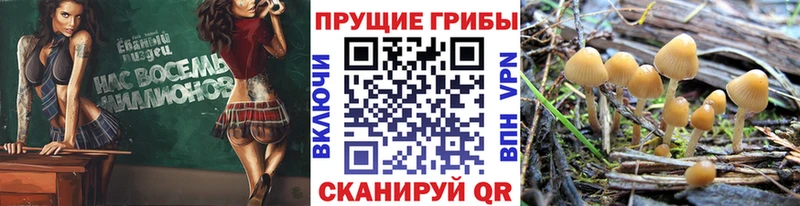 blacksprut как войти  Котовск  Галлюциногенные грибы прущие грибы 